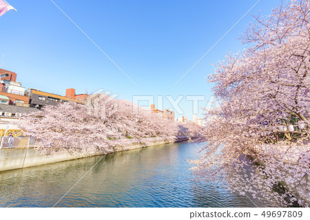 Tokyo's Spring Monzen Nakacho, Fukagawa Oedo Fukagawa Sakura Festival 49697809