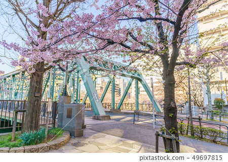 東京的春天Monzen Nakacho,Fukagawa Oedo Fukagawa Sakura Festival 東京的春天Monzen Nakacho,Fukagawa Oedo Fukagawa Sakura Festival 49697815