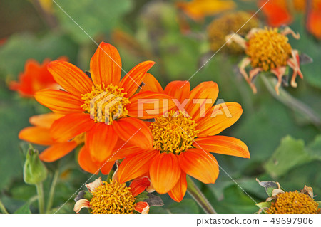 Orange mexican sunflower flower Orange mexican sunflower flower 49697906