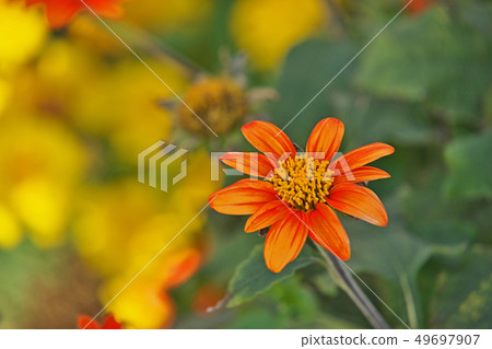 Orange mexican sunflower flower Orange mexican sunflower flower 49697907