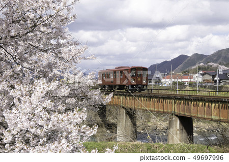 Cherry blossoms in full bloom and Wakasa Railway 49697996