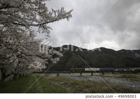 盛開的櫻花和若狹鐵路 49698001