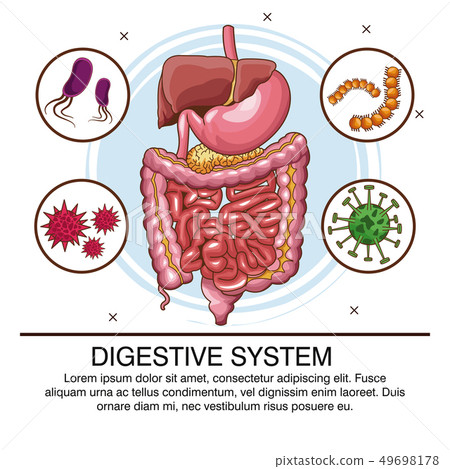 Digestive system poster Digestive system poster 49698178