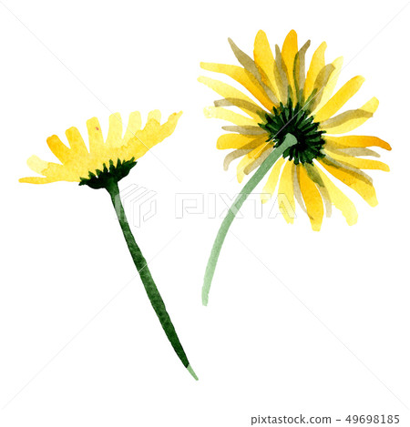 Yellow daisy floral botanical flower. Watercolor background illustration set. Isolated daisybushes 49698185