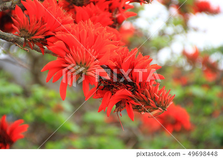 Deigo的花朵 Deigo的花朵 49698448