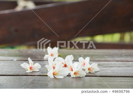 盛開的油桐花 盛開的油桐花 49698796