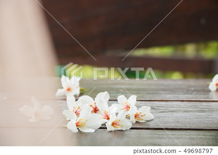 盛開的油桐花 盛開的油桐花 49698797