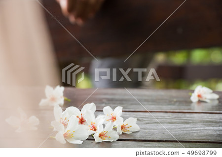 盛開的油桐花 49698799