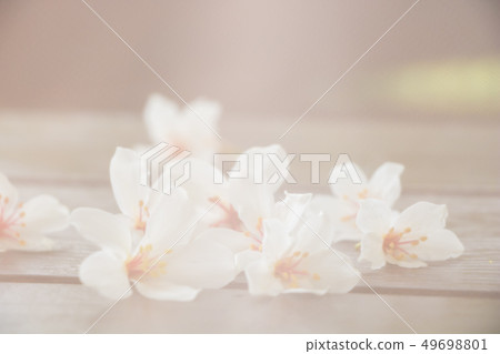 盛開的油桐花 盛開的油桐花 49698801