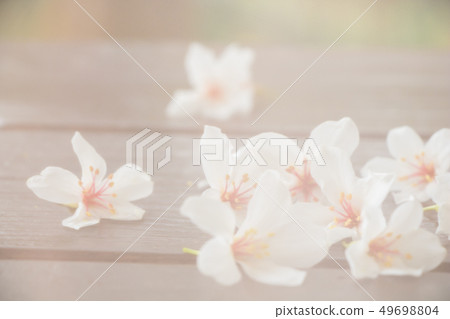 Blooming tung tree flower Blooming tung tree flower 49698804