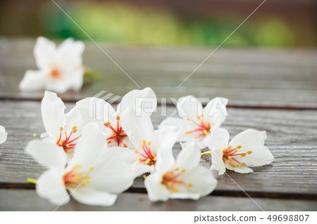 盛開的油桐花 盛開的油桐花 49698807