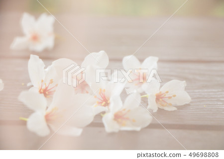 盛開的油桐花 49698808