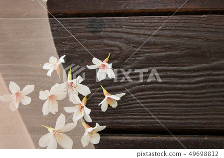 盛開的油桐花 盛開的油桐花 49698812