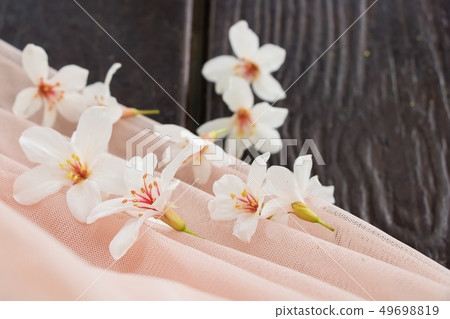 盛開的油桐花 49698819