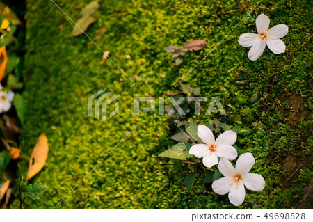 盛開的油桐花 49698828