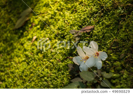 Blooming tung tree flower 49698829