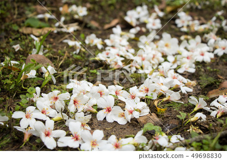 盛開的油桐花 49698830