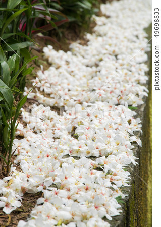 盛開的油桐花 49698833