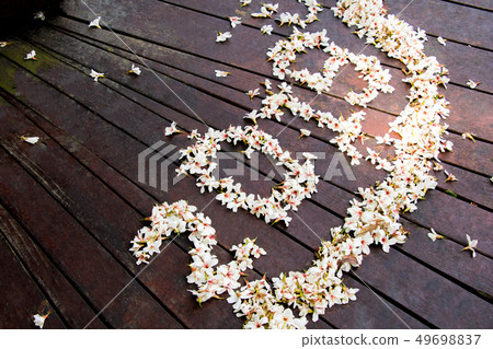 盛開的油桐花 49698837