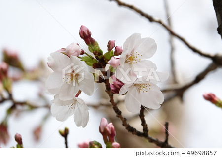 Sakura (cherry blossoms) 49698857