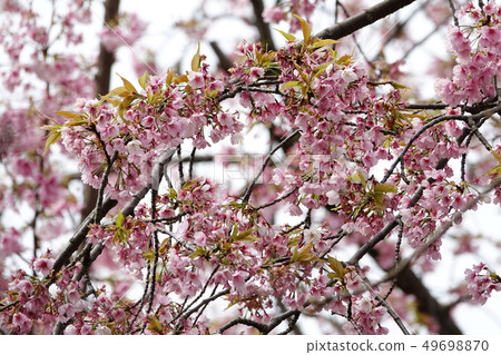 Sakura (cherry blossoms) 49698870