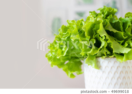Salad leaf. Lettuce isolated on yellow background. Salad leaf. Lettuce isolated on yellow background. 49699018