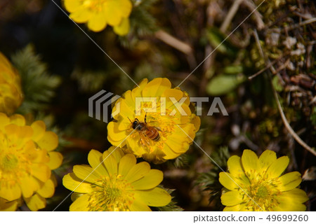 Yellow flowers and bees in full bloom Yellow flowers and bees in full bloom 49699260