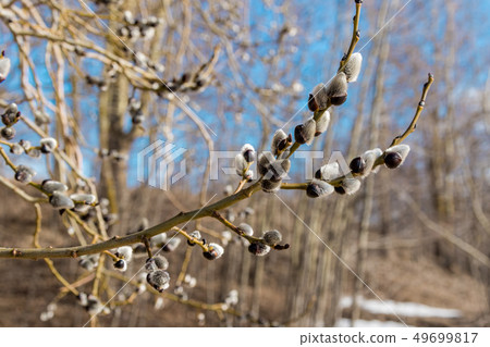 Early spring. The buds on the willow. 49699817