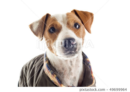jack russel terrier with coat jack russel terrier with coat 49699964