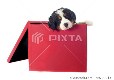 puppy bernese mountain dog in a box puppy bernese mountain dog in a box 49700213