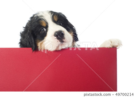 puppy bernese mountain dog in a box puppy bernese mountain dog in a box 49700214