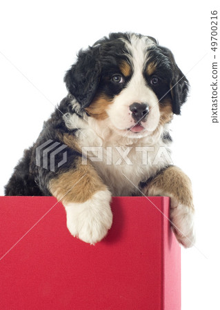 puppy bernese mountain dog in a box 49700216