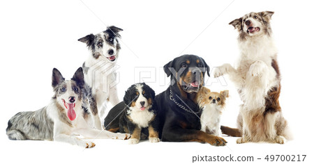 dogs 49700217