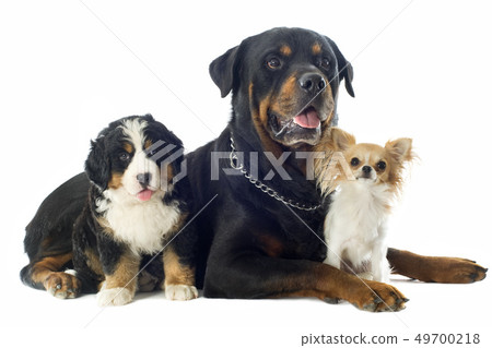 three dogs 49700218