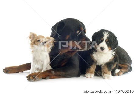 three dogs 49700219