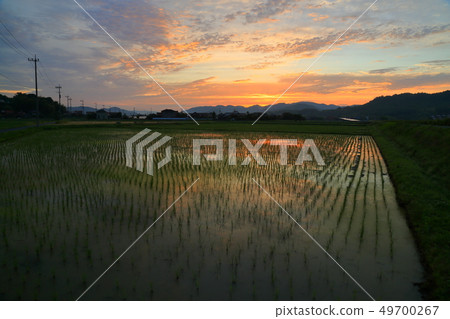 Sanae的早晨燒傷 49700267