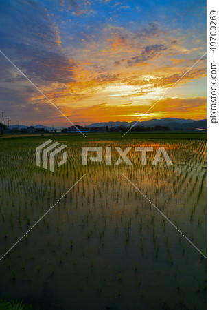 Sanae的早晨燒傷 49700269