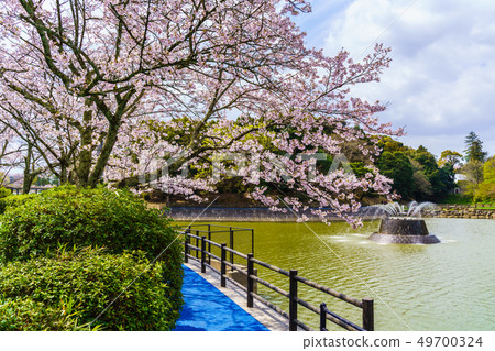 Sakura of Amagi Park [Asakura City, Fukuoka Prefecture] 49700324