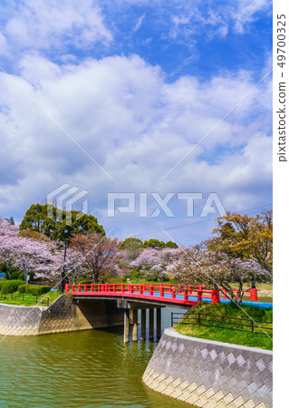 天城公園的櫻花[福岡縣朝倉市] 49700325
