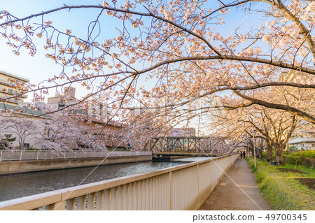 Tokyo's spring Kiba-Kikukawa-Sumiyoshi area along the Yokogawa cherry blossom trees 49700345