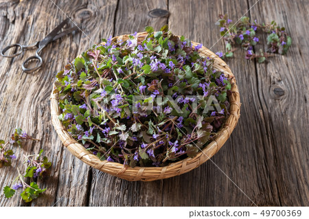 Fresh ground-ivy in a basket on a table Fresh ground-ivy in a basket on a table 49700369