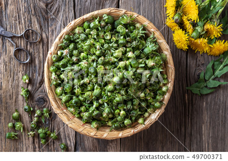 Dandelion buds collected to prepare false capers Dandelion buds collected to prepare false capers 49700371