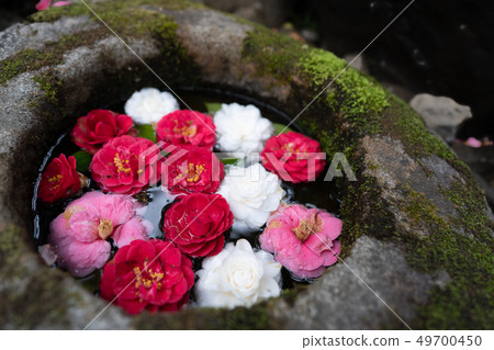 Photograph of the temple of Reika-san-ji Temple in Sakyo-ku, Kyoto City 49700450