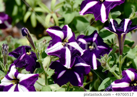 Blue-purple and white double-colored petunia blooming in Mitaka Nakahara 49700517