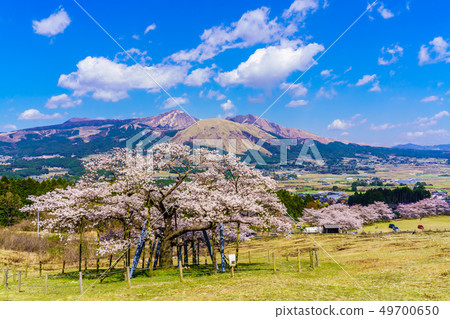 Kannon Sakura Aso山景[熊本縣阿蘇郡南阿蘇村] 49700650