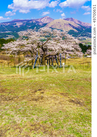 Kannon Sakura Aso山景[熊本縣阿蘇郡南阿蘇村] 49700651