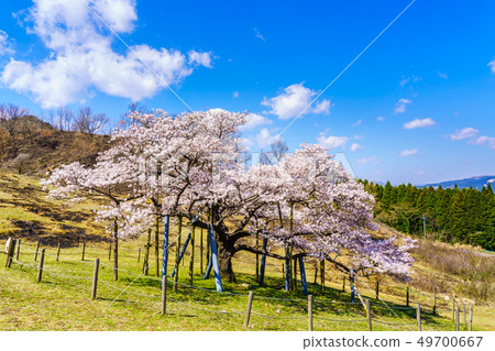 Kannon Cherry [Kumamoto Aso-gun Minami Aso Village] 49700667