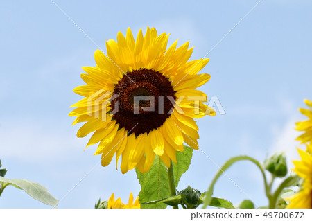 Sunflower blooming in Mitaka Nakahara 49700672