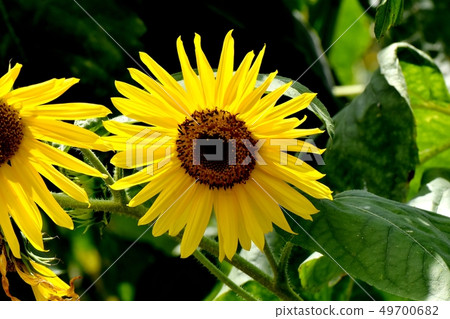 Sunflower blooming in Mitaka Nakahara 49700682