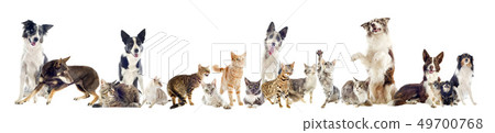 group of pets 49700768